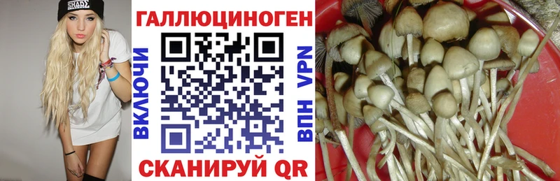 Купить  Сенгилей  Галлюциногенные грибы Cubensis 